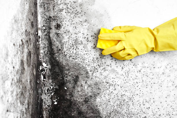 Best Preventive Mold Services in Meade, KS