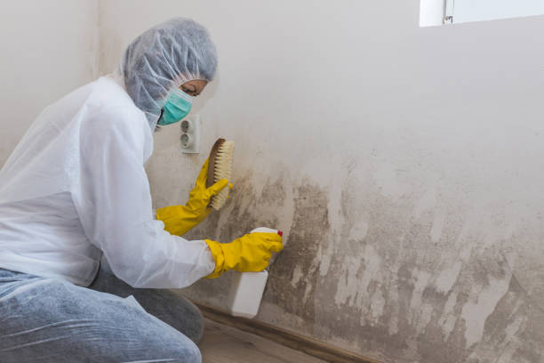 Best Residential Mold Remediation in Meade, KS