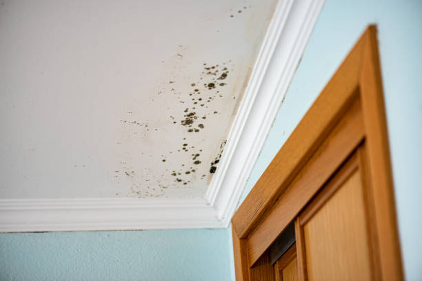 Best Emergency Mold Remediation in Meade, KS