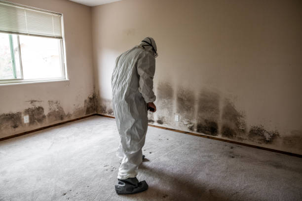 Best Localized Mold Remediation (e.g., coastal areas, humid climates) in Meade, KS