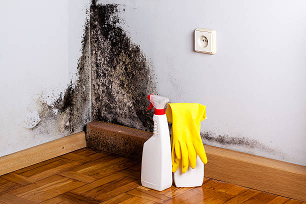 Best Residential Mold Remediation in Meade, KS