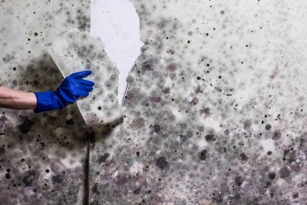 Best Basement Mold Remediation in Meade, KS